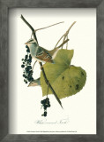 Finch