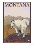 Mountain Goat, Montana