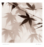 Japanese Maple Leaves II