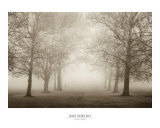 Buy Layers of Trees II at AllPosters.com