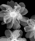 Luminous