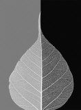 Crystalline Form II