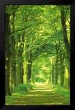 Forest Path