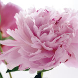 Peony