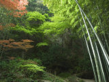 Bamboo Forest, Hokokuji Temple Garden, Kamakura, Kanagawa Prefecture, Japan, Asia