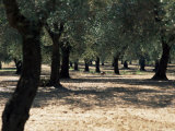 Olive Grove, Puglia, Italy, Europe