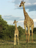 Adult and Young Giraffe Etosha National Park, Namibia, Africa