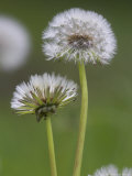 Dandelion Seedheads (Taraxacum Officinale), Cumbria, England, United Kingdom, Europe
