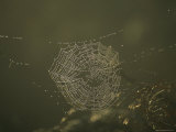 Buy Spider's Web at Dawn, UK, Europe at AllPosters.com