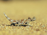 Thorny Devil, Moloch Horridus, Kalbarri National Park, Western Australia, Australia, Pacific