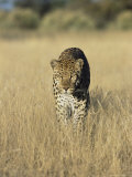 Male Leopard, Panthera Pardus, in Capticity, Namibia, Africa