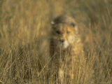 Buy Cheetah Stalking, Namibia, Africa at AllPosters.com