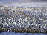 King Penguin Colony (Rookery), South Georgia, South Atlantic