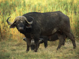 African Buffalo (Cyncerus Caffer), Mala Mala Game Reserve, Sabi Sand Park, South Africa, Africa