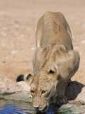 Lion, Panthera Leo, Drinking at Waterhole, Kgalagadi Transfrontier Park, South Africa, Africa
