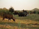 African Buffalo (Cyncerus Caffer), Mala Mala Game Reserve, Sabi Sand Park, South Africa, Africa