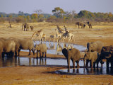 Giraffe and Elephant at a Water Hole, Etosha National Park, Namibia