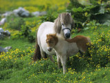 Two Shetland Ponies, Shetland Islands, Scotland, UK, Europe