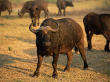 African Buffalo (Cyncerus Caffer), Mala Mala Game Reserve, Sabi Sand Park, South Africa, Africa
