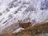 Buy Red Deer Stag in the Highlands in February, Highland Region, Scotland, UK, Europe at AllPosters.com