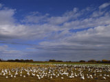 Buy Snow Geese in Winter, Bosque Del Apache, New Mexico, USA at AllPosters.com