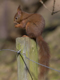 Red Squirrel (Sciurus Vulgaris), Formby, Liverpool, England, United Kingdom, Europe