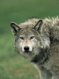 Grey Wolf, Canis Lupus, in Captivity, United Kingdom, Europe
