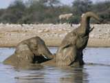 African Elephants, Loxodonta Africana, Bathing, Etosha National Park, Namibia, Africa