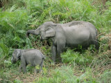 Wild Asian Elephant, Elephas Maximus, Feeding, Kaziranga National Park, Assam, India, Asia