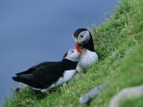 Puffin Pair (Fratercula Artica) Billing, Shetland Islands, Scotland, UK, Europe