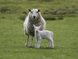 Ewe with Lamb, Scotland, United Kingdom, Europe