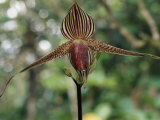 Buy Close-up of a Rare Orchid Flower, Borneo, Asia at AllPosters.com
