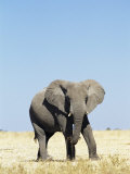 Bull African Elephants, Loxodonta Africana, Etosha National Park, Namibia, Africa