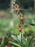 Buy Close-up of a Rare Orchid Flower, Borneo, Asia at AllPosters.com