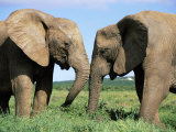 Two African Elephants, Loxodonta Africana, Addo, South Africa, Africa