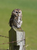Tawny Owl (Strix Aluco), Captive, Perched, United Kingdom, Europe