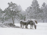 Buy Horses in a Snowstorm, Colorado, United States of America, North America at AllPosters.com