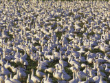 Buy Snow Geese in Winter, Bosque Del Apache, New Mexico, USA at AllPosters.com