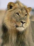Lion, Panthera Leo, Kalahari Gemsbok National Park, South Africa, Africa