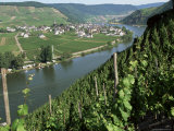 Vineyards on Slopes Above the Mosel River, Gravenburg, Germany, Europe