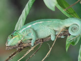 Buy Panther Chameleon on a Branch at AllPosters.com