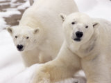 Buy Close-up of Two Polar Bears at AllPosters.com