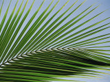 Close-up of Palm Leaf at Ko Samet Island, Rayong, Thailand, Asia