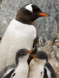 Gentoo Penguins, Petermann Island, Lemaire Channel, Antarctic Peninsula, Antarctica, Polar Regions