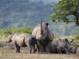 White Rhinoceros (Ceratotherium Simum), Hluhluwe Umfolozi Park, Kwazulu Natal, South Africa, Africa