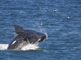 Southern Right Whale, Eubalaena Australis, Hermanus, South Africa
