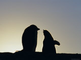 Silhouette of Adelie Penguin and Chick, Antarctica, Polar Regions