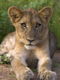 Lion Cub, Panthera Leo, in Kruger National Park Mpumalanga, South Africa