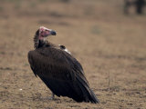Buy White-Headed Vulture, Kenya, East Africa, Africa at AllPosters.com