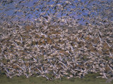 Buy Snow Geese in Winter, Bosque Del Apache, New Mexico, USA at AllPosters.com